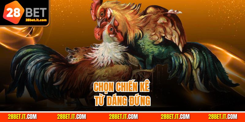 Mẹo chọn gà chọi - dáng đứng và tướng đi